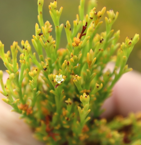 Image of Thesium quinqueflorum by (c) Tony Rebelo, some rights reserved (CC BY-SA)
