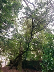 Trochocarpa disticha