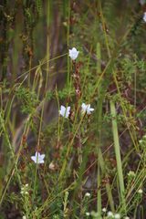 Prismatocarpus schlechteri