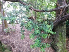Trochocarpa disticha