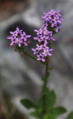 Pseudoselago verbenacea