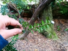 Trochocarpa disticha