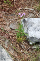 Pseudoselago verbenacea