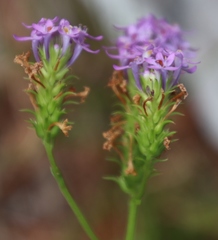 Pseudoselago verbenacea