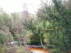 Acacia riceana