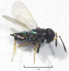 Parectromoides varipes