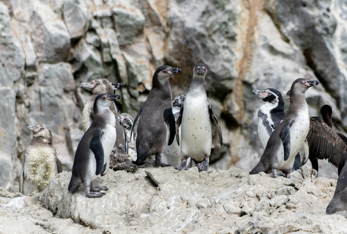 Humboldt Penguin (Spheniscus humboldti), photo 4