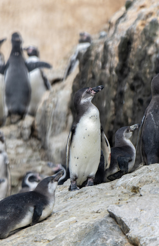 Humboldt Penguin (Spheniscus humboldti), photo 5