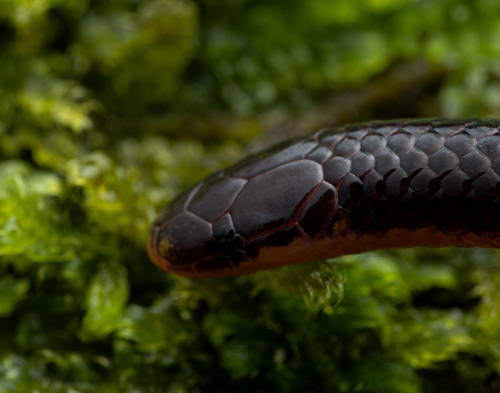 Lovi’s Reed Snake
