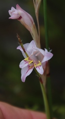 Gladiolus martleyi