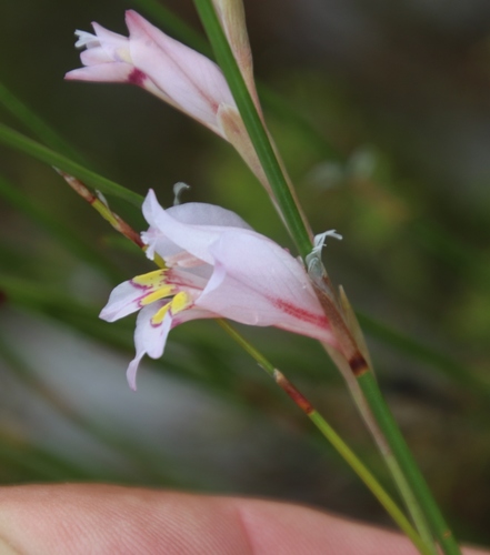 Image of Gladiolus martleyi by (c) Tony Rebelo, some rights reserved (CC BY-SA)