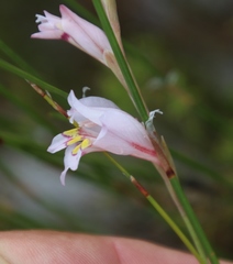 Gladiolus martleyi