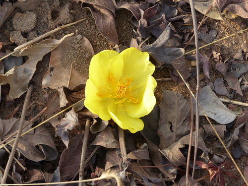 Cochlospermum tinctorium