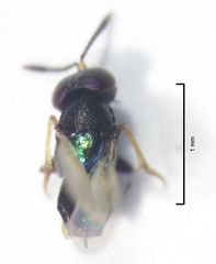 Parectromoides varipes