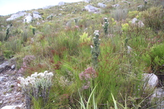 Elegia hookeriana