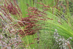 Elegia hookeriana