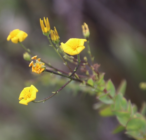 Image of Roundleaf Boneseed by (c) Tony Rebelo, some rights reserved (CC BY-SA)