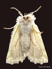 Declana niveata
