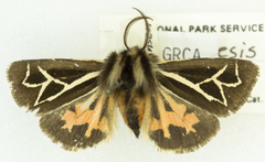 Apantesis williamsii