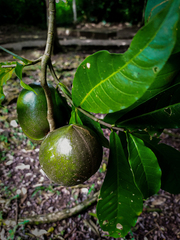 Diospyros nigra