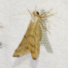 Taeniogramma octolineata