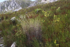 Pentameris macrocalycina