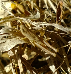 Dichromorpha prominula