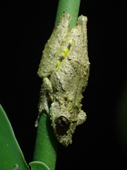 Scinax boulengeri
