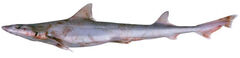 Western Spotted Gummy Shark photo 3