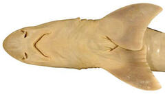 Western Spotted Gummy Shark photo 4