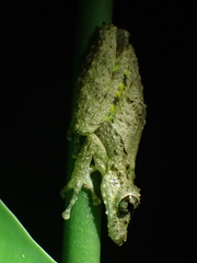 Scinax boulengeri