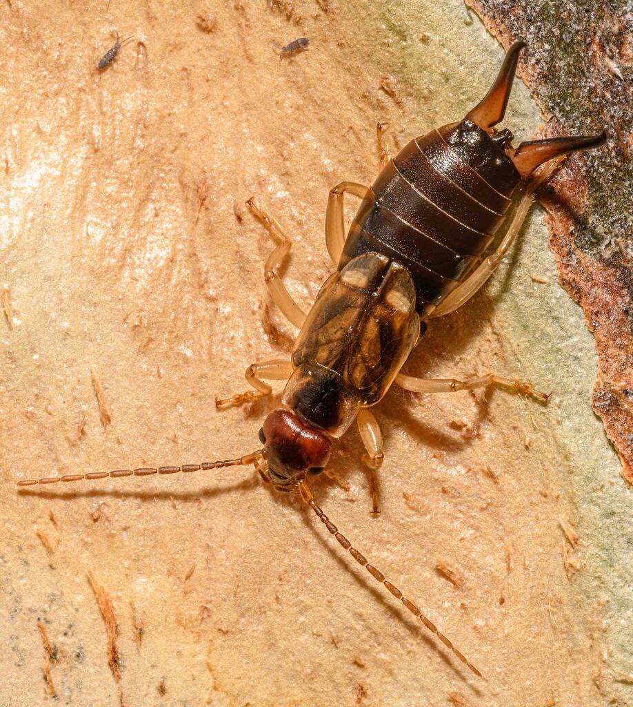 Western Earwig from Oakland Wetland central on February 1, 2026 at 09: ...