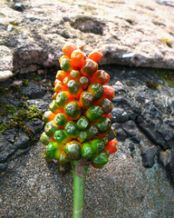 Arisaema amurense