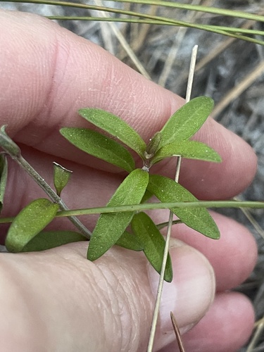 Flatwoods Bluecurls (Trichostema gracile)