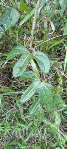 Bejuco-de-Santiago (Aristolochia trilobata)