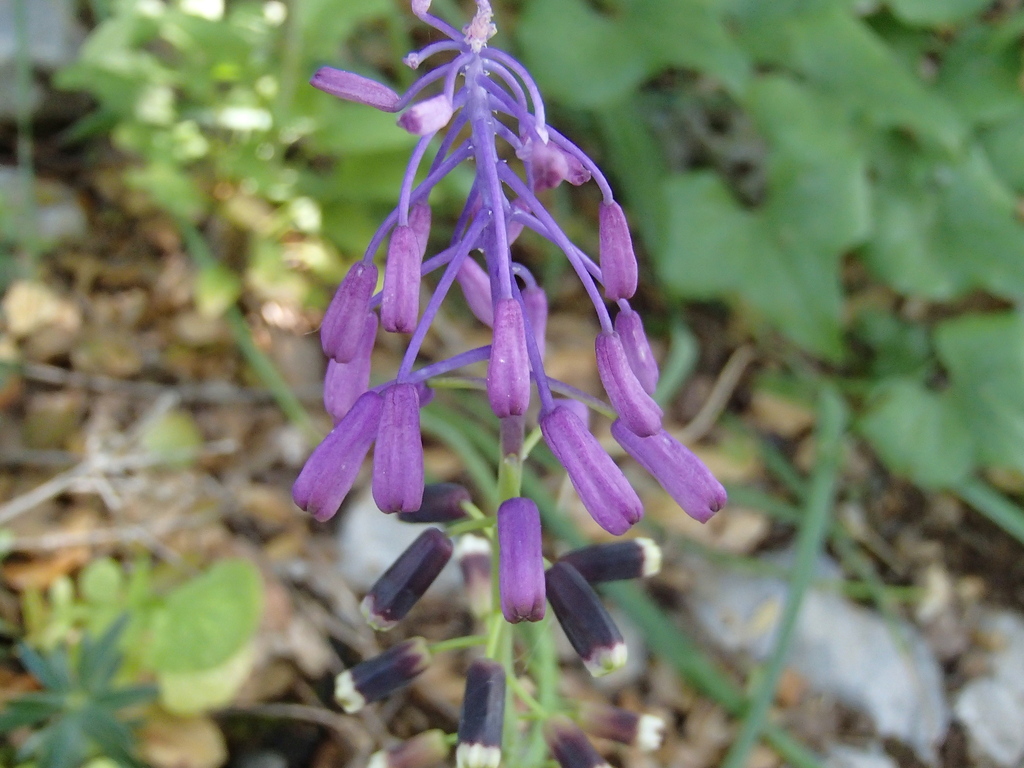 Muscari pinardii