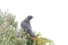 Turdus nigrescens
