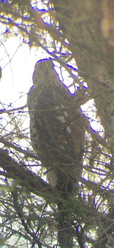 Cooper's Hawk