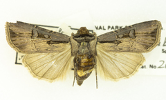 Agrotis volubilis