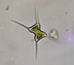 Staurodesmus longispinus