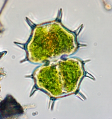 Xanthidium cristatum