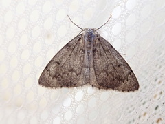 Nepytia freemani