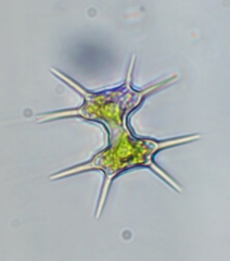 Xanthidium octocorne