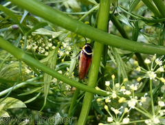 Pseudomops neglectus