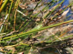 Conocephalus vitticollis