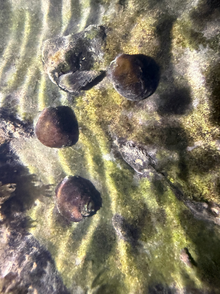 Anthony's Riversnail