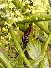 Pseudomops neglectus