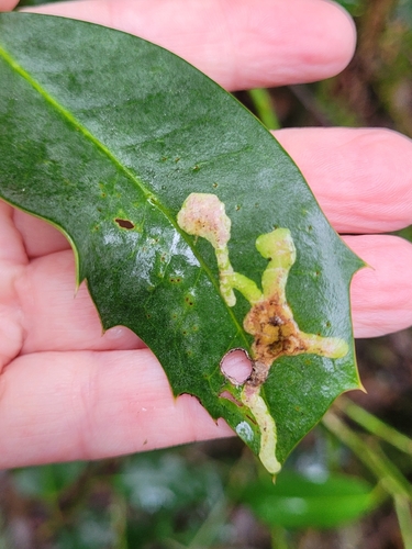 Unknown species found near Meadowdale, WA, USA