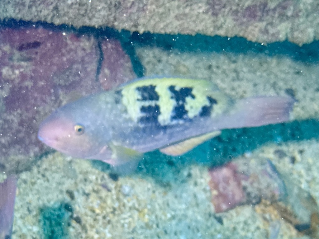 Guinean Parrotfish photo 6