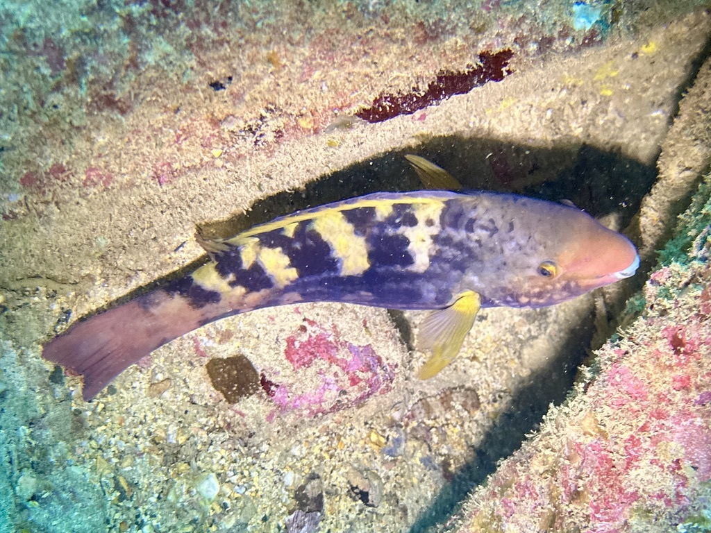 Guinean Parrotfish photo 7